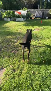 8.9K views · 250 reactions | Loves his round drills 朗朗朗朗朗 | Balanced K9 Training | Facebook