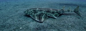 Angelshark