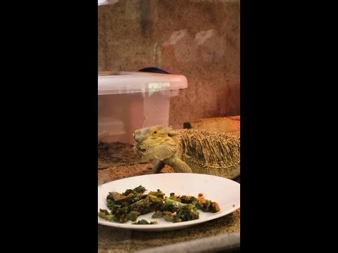 Tulsa Zoo - Zoo Teen Takeover Part One