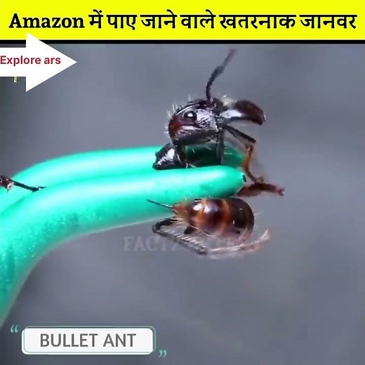 Amazon Rainforest | 3 amazing facts | rainbow |Explore ventures, rainforest | frog,