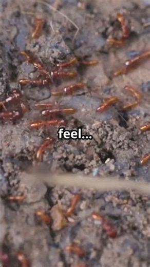 How Ants Really Bite You (It's Not What You Think!)