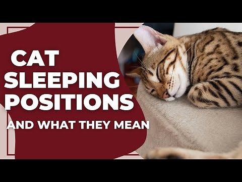 Cat Sleeping Positions and What They Mean