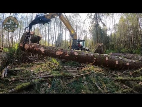 Extreme Logging POV – Giant Trees Falling in Canada’s Wild Forests