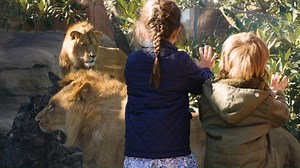 3.4K views · 232 reactions | There is plenty to do at Taronga Zoo! 漣女煉 Book your tickets online now at www.taronga.org.au #forthewild #tarongatv | Taronga Zoo Sydney | Facebook