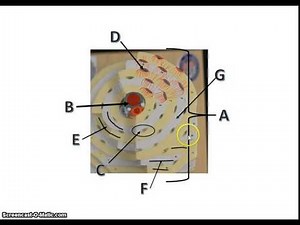 Long Bone Osteon BIOL111L