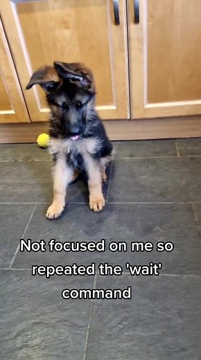 German Shepherd puppy training basic obedience #puppytraining #germanshepherdpuppy #puppytiktok #puppiesoftiktok #basicobedience #foryoupage