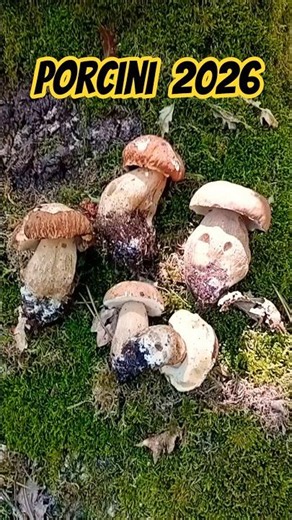Porcini Mushrooms 2026 "Do You Want the Full Video?" 🍄‍🟫 #WildNature #PorciniMushrooms2026 #Porcini