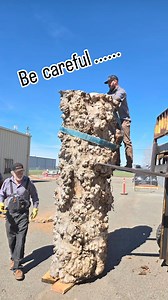 2.4K views · 23 reactions | Sold a section out of this beautiful cottonwood burl cluster log, so after Dad cut it to length.... I decided the rest must come in the @theurbanwoodstore  and on his birthday no less... thanks, Dad! #burlcluster #burl #cottonwood #urbanwood #TheUrbanWoodStore | Far West Forest Products; Wood-Mizer California | Facebook