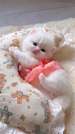 Adorable Cats✨💕😻 #cat #kitten #cute #funny #shorts #Catsology26