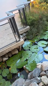 Freaky Frogs 🐸 #frog #explore | Flex the Fiji Warrior