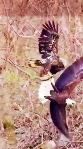 #birds #birdofprey #bigeagle #eagle #greyeagle #grayeagle #wildlife #nature