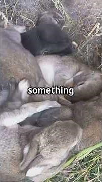 How Rabbits Build Their Burrows and Prepare the Nest for Their Babies# #facts#shortvideo #animals