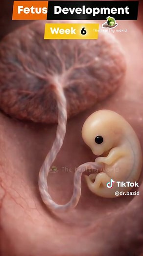 29 Weeks Baby Development in the Womb: What to Expect