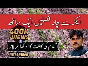 Four Crops in One Acre Simultaneously! Revolutionary Farming! Mix & Relay Cropping of Wheat & Cotton