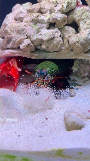 Mantis Shrimp vs. Crayfish Cheliped