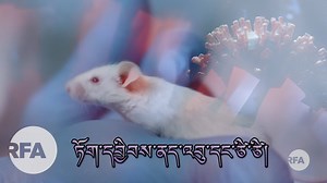 ཨ་རིའི་ཀེནཊ་ཀི་མངའ་སྡེའི་རྒྱལ་ས་ལེཀ་སིན་ཊན་ནང་ཡོད་པའི་ HERA དངོས་ཁམས་ཕུང་ཕྲ་ཞིབ་འཇུག་ལྟེ་གནས་ཁང་གི་འབྲས་ནད་དང་ཕྲ་ཕུང་ཞིབ་འཇུག་པ་ཚེ་བརྟན་ཡེ་ཤེས་ལགས་ཀྱིས་ COVID19 གྱི་ནད་འབུ་ཕྲ་རབ་ཀྱི་ངོ་བོར་འགྱུར་བ་འགྲོ་ཕྱོགས་ཐད་བརྟག་དཔྱད་ཞིབ་འཇུག་ཁང་ནང་ཙི་ཙིའི་ཐོག་རྟོག་ཞིབ་གནང་བཞིན་འདུག Discussion about Coronavirus test on Rats with micro-biologist Dr. Tsetan Yeshi | Rfa Tibetan