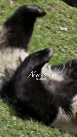 Panda Rolling Around Like a Ball – Too Cute to Handle! #panda #wildlife#wildlife #naturelovers