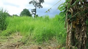 940K views · 32K reactions | survival in the rainforest, using Bamboo to lure fish, Catch fish using big traps | Christoo Smoove | Facebook