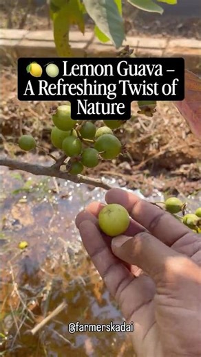 🍋🍈 Lemon Guava – A Refreshing Twist of Nature #farmerskadai