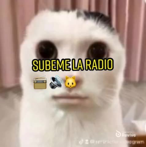 Funny Cat Singing 'Subeme la Radio' Meme Compilation