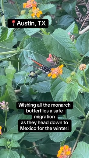 1.9K reactions · 436 shares | The monarch migration through Central Texas is underway! Safe travels! | Hunter Williams | Facebook