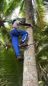 The Process of Climbing a Coconut Tree Using Traditional Techniques