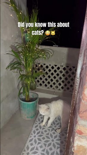 Did you know this about cats? 😳🐱