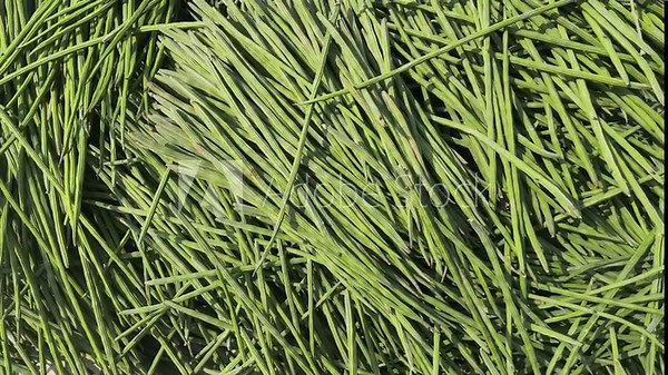 Moringa Oleifera Stick or Drumstick Heap in a Vegetable Market for Selling, Also Known as Horseradish Tree
