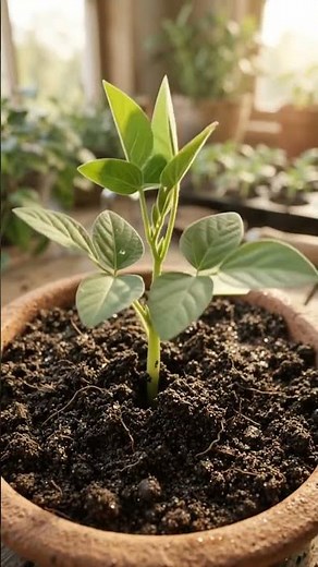 Watch the Full Life Cycle of a Soybean Plant 🌱✨ #soybean #lifecycle #timelapse