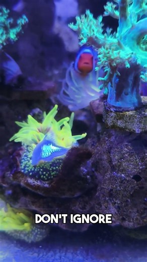 Anemone is eating a dead fish