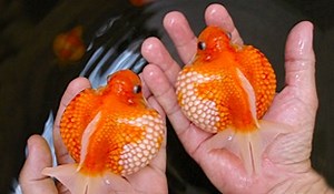 18K views · 1.3K reactions | DISCOVER THE BASICS OF PEARLSCALE BREEDING Youtube Channel: Dexter's World Link: https://www.youtube.com/@DextersWorld/videos | Dexter's World | Facebook