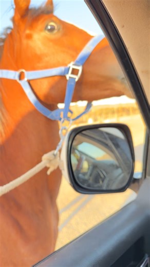 فيديوهات أنشأها منيرة القحطاني 🥷🏻 (@msq_oo) باستخدام الصوت الأصلي - منيرة القحطاني 🥷🏻