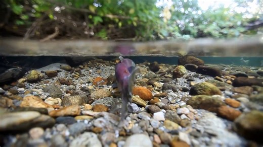 7.6K views · 237 reactions | Fish hatcheries in the Pacific Northwest...