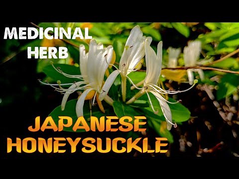 Japanese Honeysuckle: AN INVASIVE MEDICINAL PLANT! (Lonicera japonica) Identification & Uses