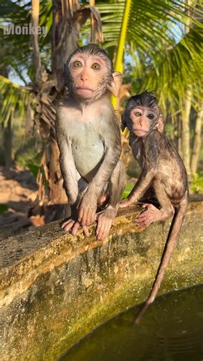 24K views · 502 reactions | Baby swimming in pool | Newborn Monkey Tzy1 | Facebook