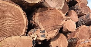 Montana loggers and saw millers say tariffs on Canadian products will help US business