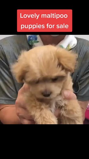 Adorable Brown Maltipoo Puppies for Sale in Florida