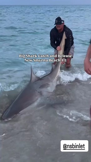 A big shark was caught and released back into the ocean! #nsbinlet video: @ryan_carmody_ #shark #newsmyrnabeach #florida | Nsbinlet