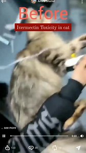 17K views · 143 reactions | Ivermectin toxicity in a cat.. | Jungle Veterinary clinic | Facebook