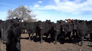 cow getting closer and closer walking towards and looking at the camera. Portrait cow in the middle of other cows, looks over her, looking shyly at the camera, blue sky