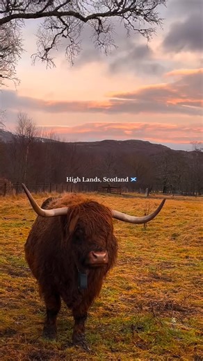 GetYourGuide on Instagram: "“Spending Christmas in the Highlands is a dream I never knew I had… We took a tour with @getyourguide that shows the main sights of the Highlands from Edinburgh, passing through Glencoe, Glenfinnan (the famous Harry Potter viaduct), Fort William and many other special places. It truly was one of those experiences to cherish forever and definitely worth every penny!” — the beautiful words of @gasadovski after a heart-warming holiday last year 🥹🏴󠁧󠁢󠁳󠁣󠁴󠁿🎄 If you’
