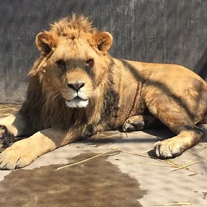 Our Galloping Horse has his eyes dark because his eyelids turn towards them so they itch a little and make them cry. Nothing serious, but we have to operate him to fix them... Nuestro Caballito Galopante tiene los ojos llorosos pues sus párpados se le voltean hoy le provocan lágrimas. Nada serio, pero hay que operarlo... #ThinkBlue #BabySonnyBJWT #SaveLions #ThinkBlue | The Black Jaguar-White Tiger Foundation