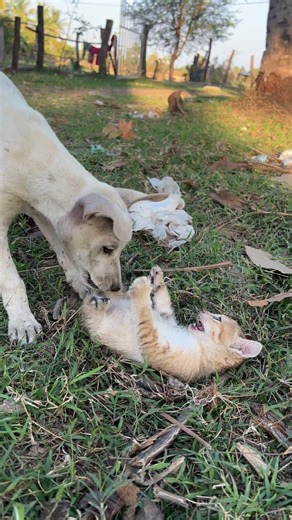 dogs and kittens 🐶🐱#shorts #dog #cute #cat #kitten #animals #doglover#catlover