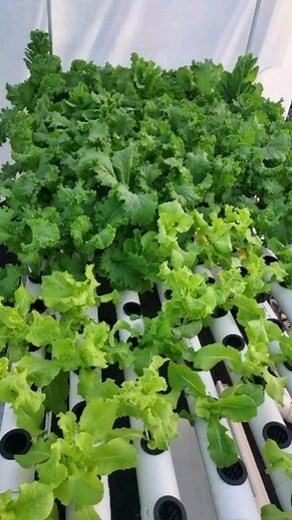 Hidroponía: guía completa paso a paso para principiantes para construir un sistema hidropónico y cultivar verduras; hierbas y frutas de forma orgánica (jardinería de interior) Síguenos para parte 2 @huertohidroponiko .. . . .. . #hidroponia #huertourbano #huerto #jardin #urbanfarming | Huerto Hidroponia