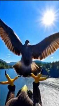 Falcon’s Deadly Dive — Mid Air Hunt and Feeding Hungry Chicks_Hunting From the Sky_Life of a Falcon