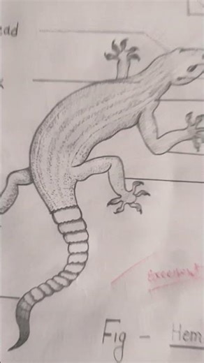 class 11 practical file