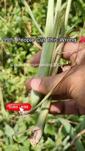 Fresh Lemongrass Harvest from garden 🌱 Unlimited Tea at Home! #shorts #gardening