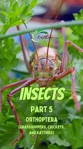 Orthoptera (Grasshoppers, Crickets, and Katydids) - Insects Part 5 #animal #insects