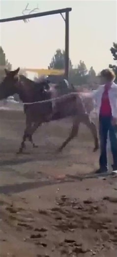 Love it when my clients step up and build some great horses