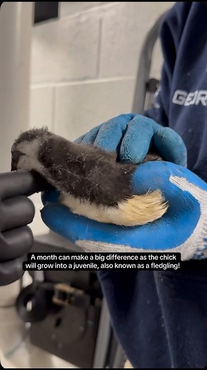 19K views · 889 reactions | Peep the news!  The first ever murre chicks have hatched in our Cold Water Quest colony! | Georgia Aquarium | Facebook